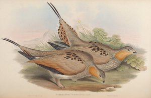 Syrrhaptes tibetanus - John Gould